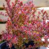 Berberis s.p.