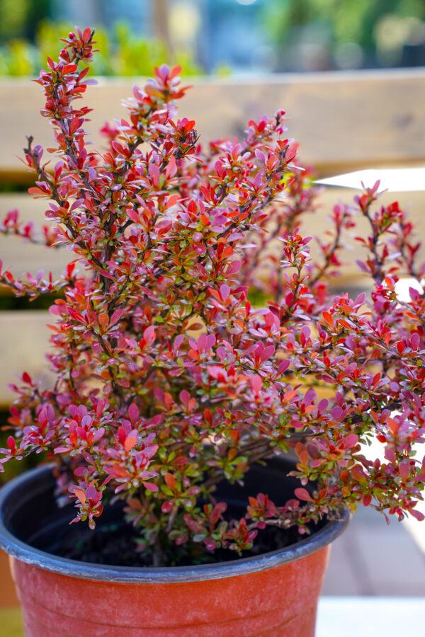 Berberis s.p.