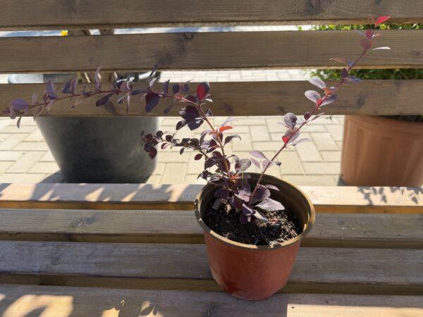 Berberis s.p. Berberis s.p.