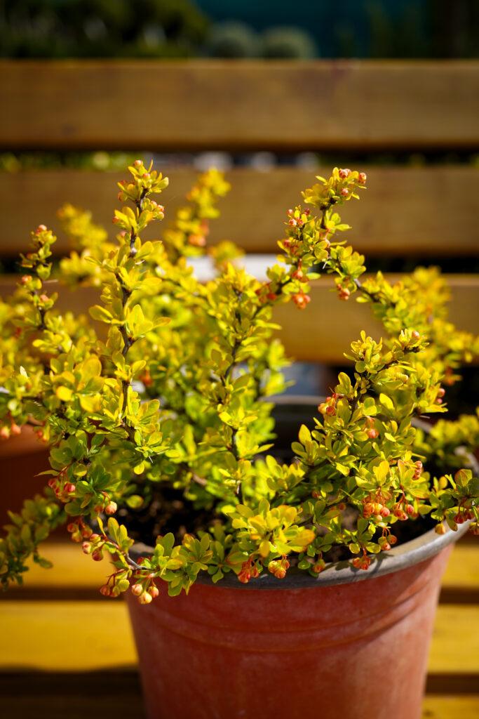 Berberis s.p.