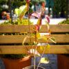 Photinia fraseri "Red Robin" mala sadnica