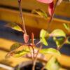 Photinia fraseri "Red Robin" mala sadnica