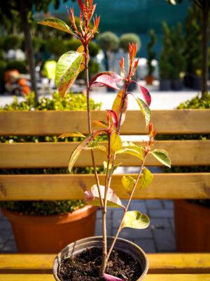 Photinia fraseri "Red Robin" mala sadnica