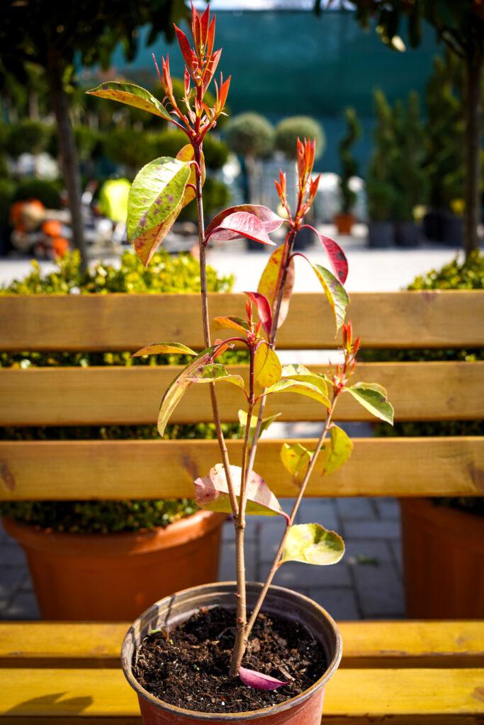 Photinia fraseri "Red Robin" mala sadnica