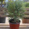 Thuja occidentalis Globosa 25-30 cm Thuja occidentalis Globosa 25-30 cm