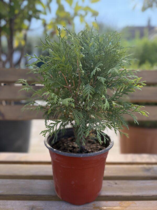 Thuja occidentalis Globosa 25-30 cm Thuja occidentalis Globosa 25-30 cm