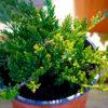 Juniperis mix