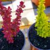 Berberis julianae