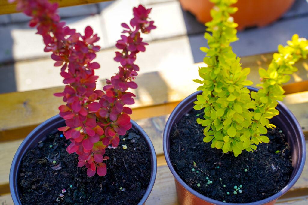Berberis julianae