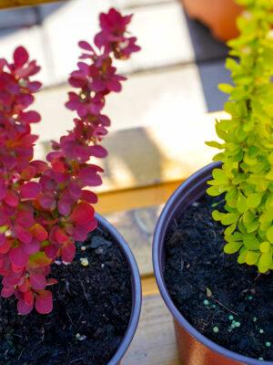 Berberis julianae
