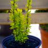 Berberis julianae