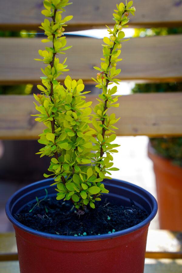 Berberis julianae
