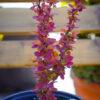 Berberis julianae