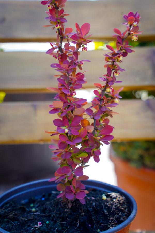 Berberis julianae