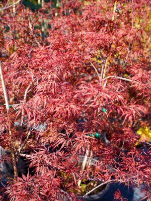 Acer palmatum disectum