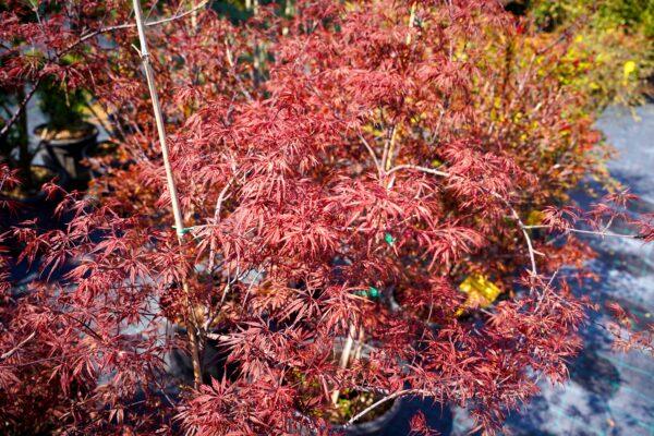 Acer palmatum disectum