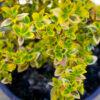 Euonymus sp