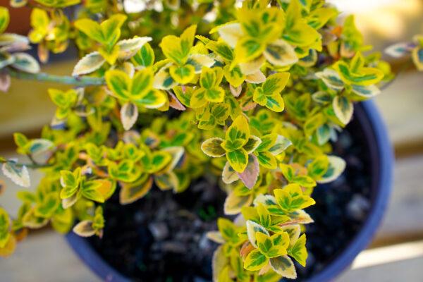 Euonymus sp