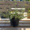 Euonymus sp