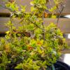 Euonymus sp