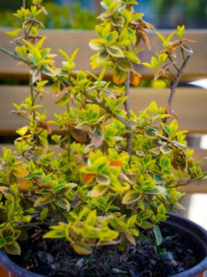 Euonymus sp