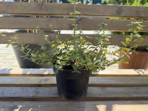 Euonymus sp
