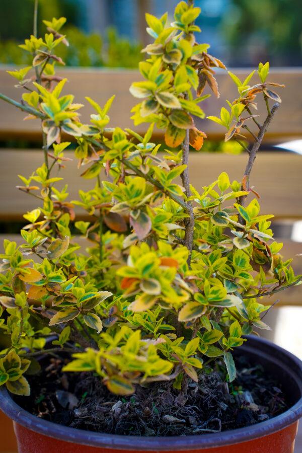 Euonymus sp