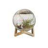 Biljni terarijum staklena posuda 24x20 cm sa postoljem + Tillandsia velutina Biljni terarijum staklena posuda 24x20 cm sa postoljem + Tillandsia velutina
