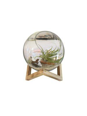 Biljni terarijum staklena posuda 24x20 cm sa postoljem + Tillandsia velutina