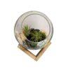 Biljni terarijum staklena posuda 24x20 cm sa postoljem + Tillandsia velutina Biljni terarijum staklena posuda 24x20 cm sa postoljem + Tillandsia velutina