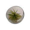 Biljni terarijum staklena posuda 24x20 cm sa postoljem + Tillandsia velutina Biljni terarijum staklena posuda 24x20 cm sa postoljem + Tillandsia velutina