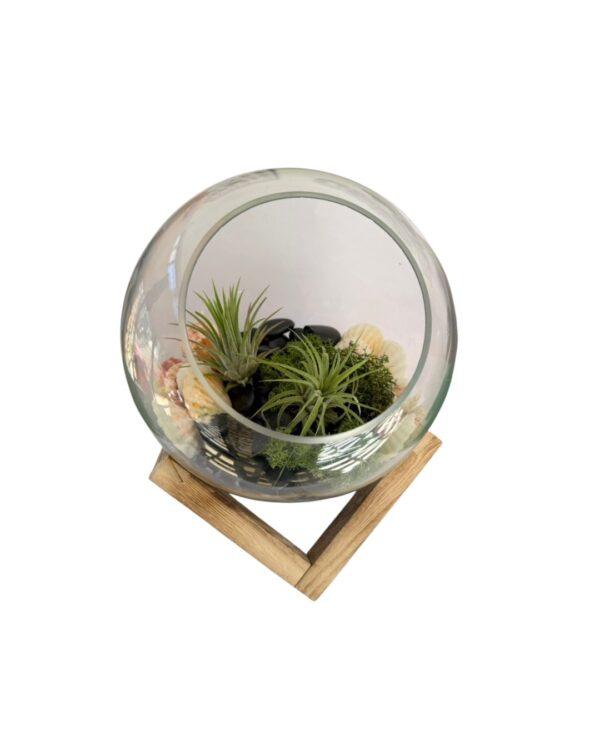 Biljni terarijum staklena posuda 24x20 cm sa postoljem + Tillandsia velutina Biljni terarijum staklena posuda 24x20 cm sa postoljem + Tillandsia velutina