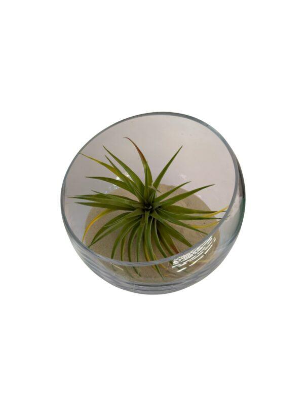 Biljni terarijum staklena posuda 24x20 cm sa postoljem + Tillandsia velutina Biljni terarijum staklena posuda 24x20 cm sa postoljem + Tillandsia velutina