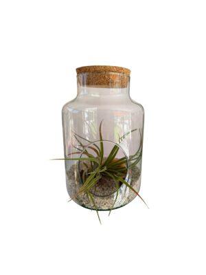 Biljni terarijum staklena posuda 16x17cm + Tillandsia velutina