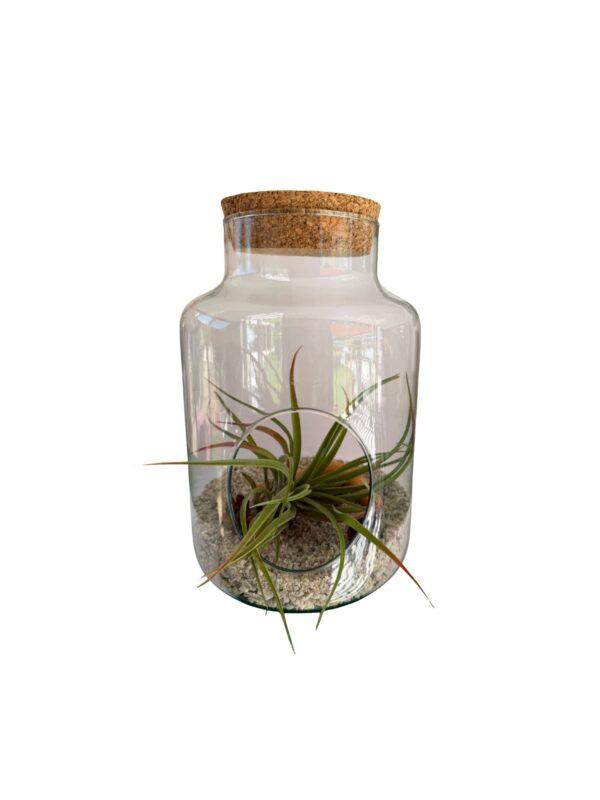 Biljni terarijum staklena posuda 16x17cm + Tillandsia velutina