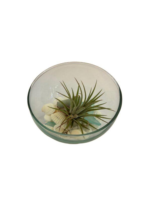Biljni terarijum staklena posuda 10x12cm + Tillandsia ionantha