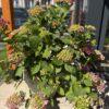 Hydrangea (hortenzija) + saksija Cleveland svetlo siva H30xR43cm fiberstone