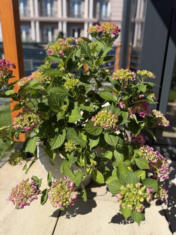 Hydrangea (hortenzija) + saksija Cleveland svetlo siva H30xR43cm fiberstone