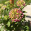 Hydrangea (hortenzija) + saksija Cleveland svetlo siva H30xR43cm fiberstone