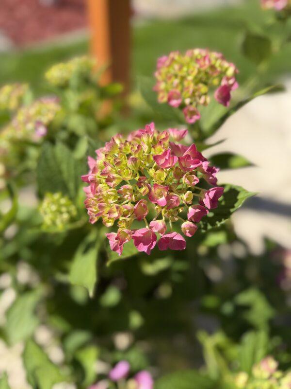 Hydrangea (hortenzija) + saksija Cleveland svetlo siva H30xR43cm fiberstone