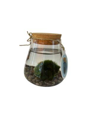 Marimo loptice terarijum M