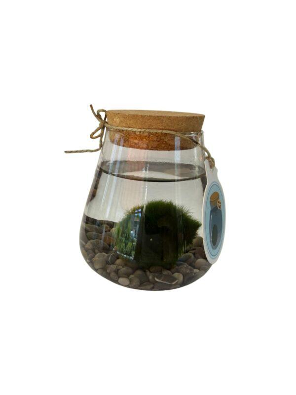 Marimo loptice terarijum M