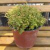 Spirea Zen Spirit Caramel Spirea Zen Spirit Caramel