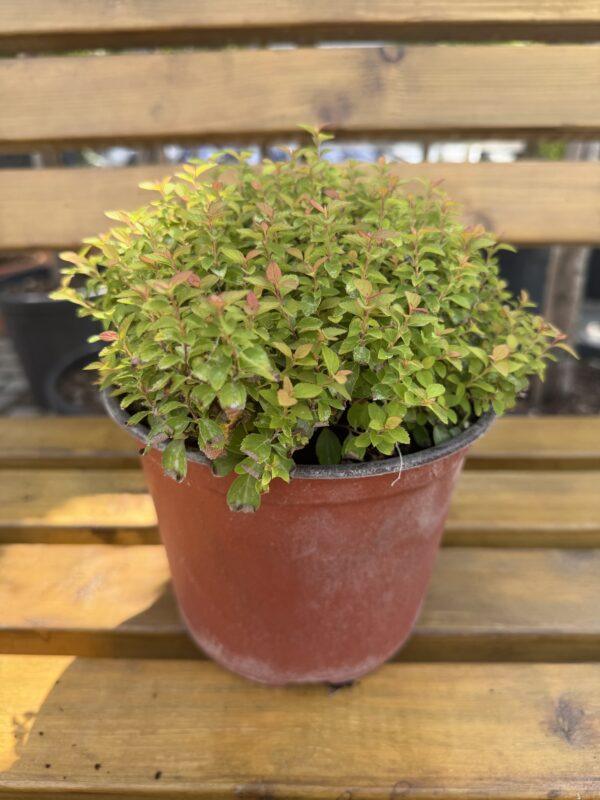Spirea Zen Spirit Caramel Spirea Zen Spirit Caramel