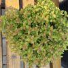 Spirea Zen Spirit Caramel Spirea Zen Spirit Caramel