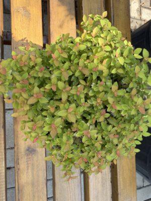 Spirea Zen Spirit Caramel