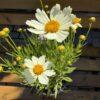 Coreopsis (devojačko oko)