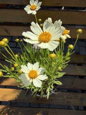 Coreopsis (devojačko oko)