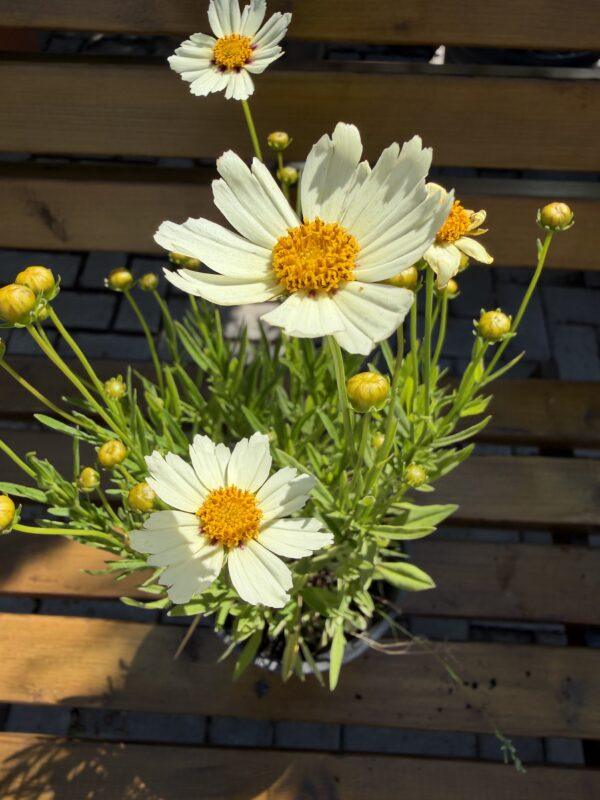 Coreopsis (devojačko oko)