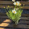 Coreopsis (devojačko oko)